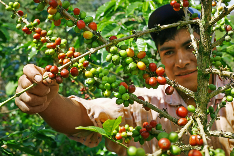 Сборщик кофе в Перу. Фотография неизвестного автора.