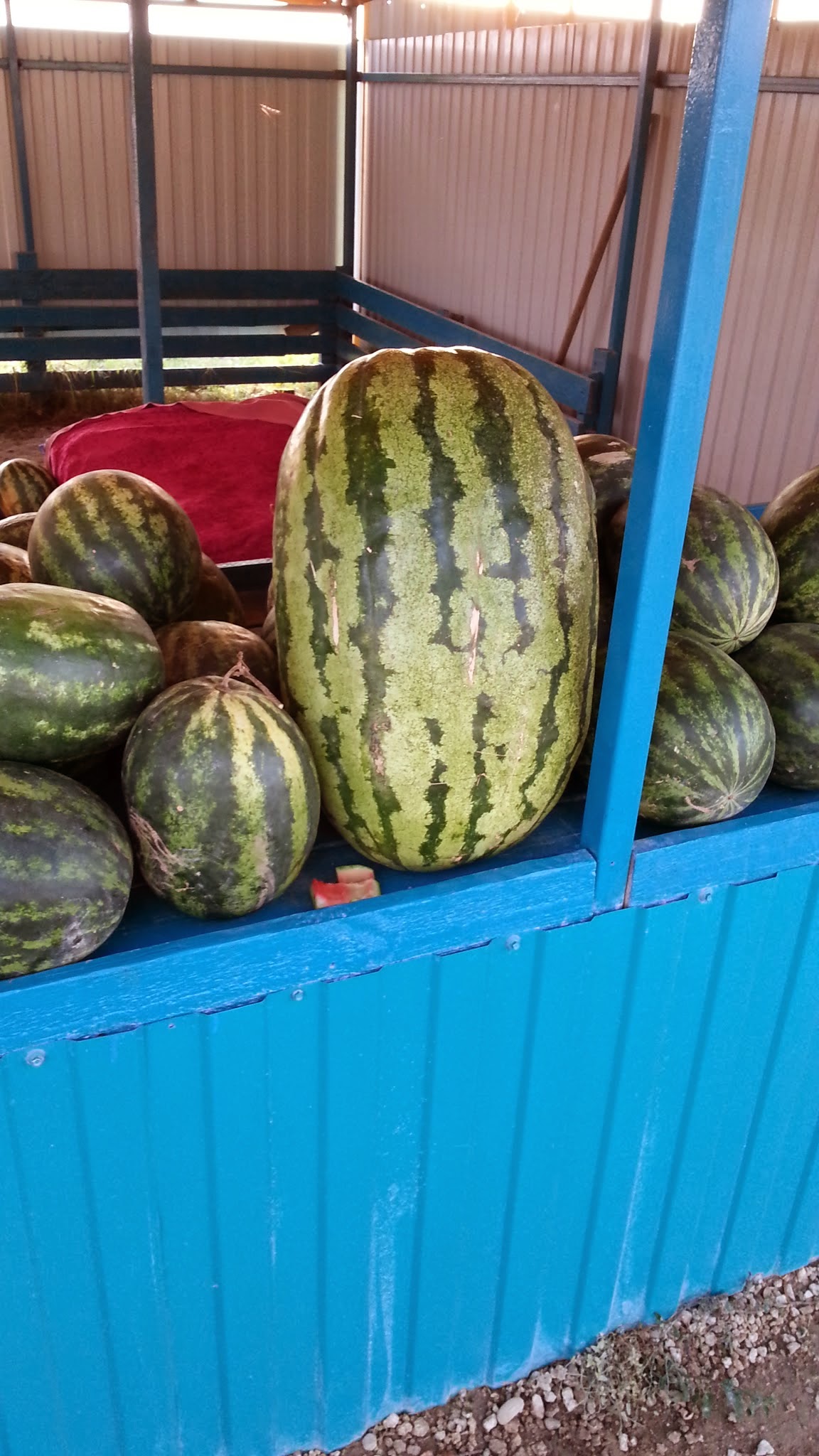 Полосатый гигантр на арбузном рынке