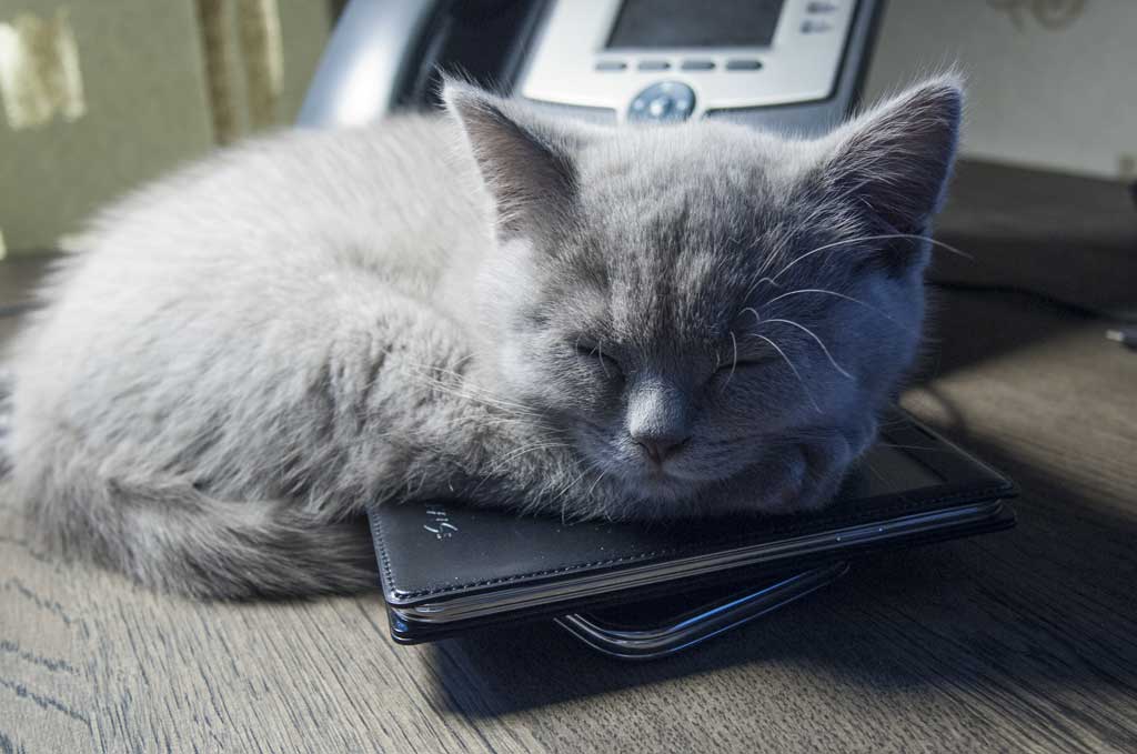 Котенок спит на Galaxy S5