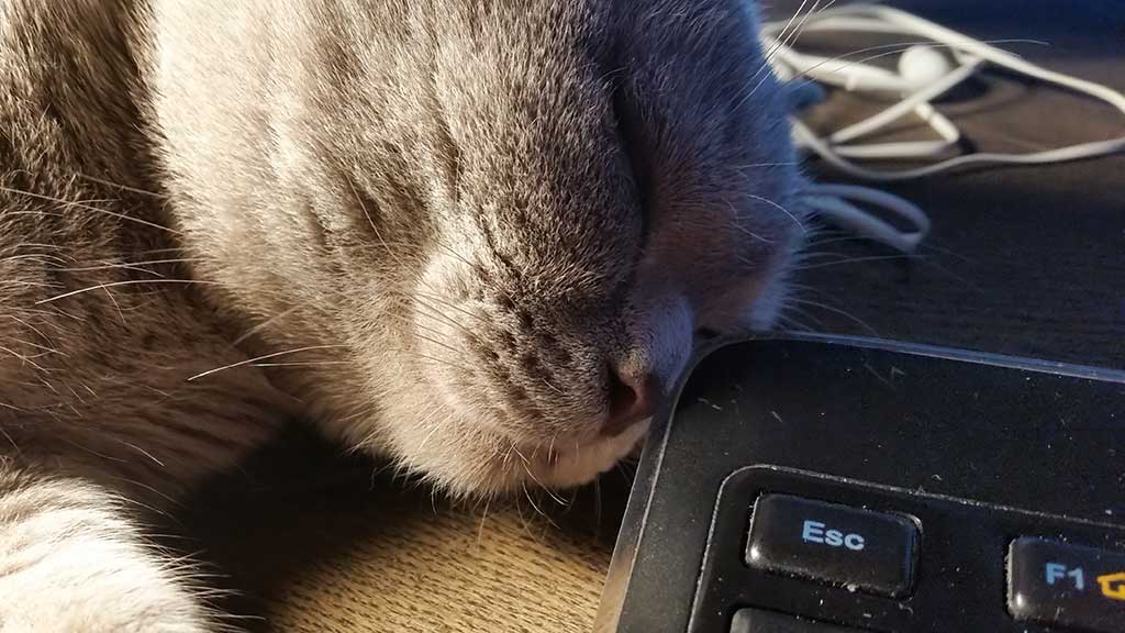 Котик спящий в опасной близости от клавиатуры
