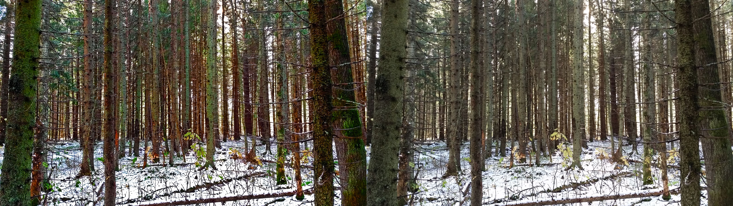 В лесу. В левой части обработанный по процессу кадр, а в правой оригинальное изображение.
