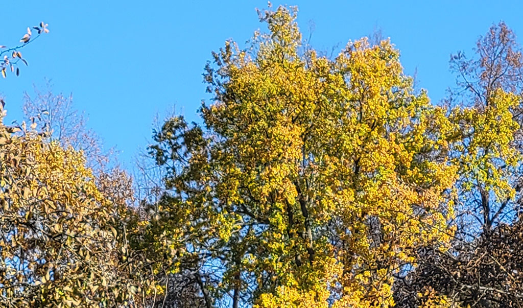 дерево, небо, желтое