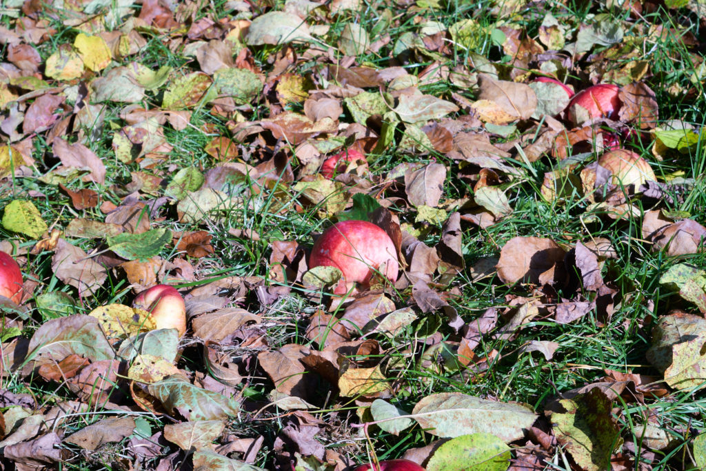 яблоко, листва