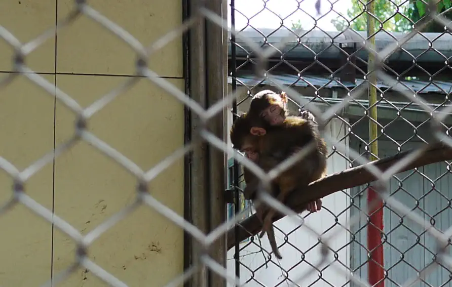 Приматы в обезьяннике